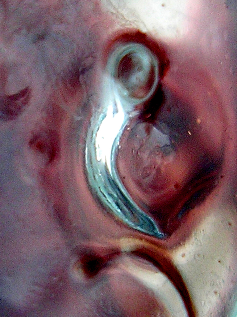 Voyage d'un spermatozoïde IV - Photographie sans trucage sans retouche - Dimension Fantasmic