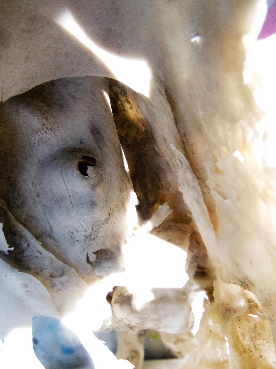 Ossements des sculptures qui sèchent au soleil - Photographie sans trucage sans retouche - Dimension Fantasmic